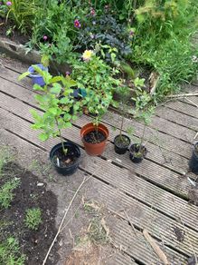 native irish trees