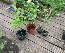 native irish trees