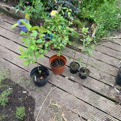 native irish trees