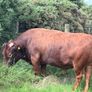 Dexter Cattle Image 6