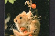 1995 Singapore 10 Common Dormouse (GPT - Magnetic) Phonecard