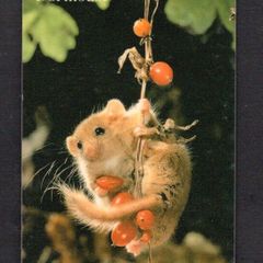 1995 Singapore 10 Common Dormouse (GPT - Magnetic) Phonecard