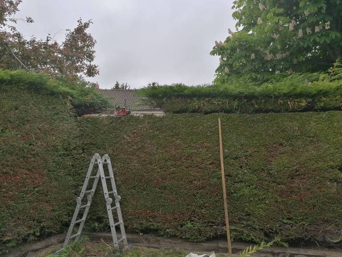 Tree surgeon and hedges cut