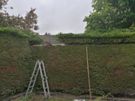 Tree surgeon and hedges cut Image 5