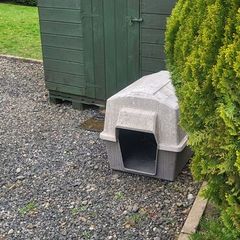 dog box