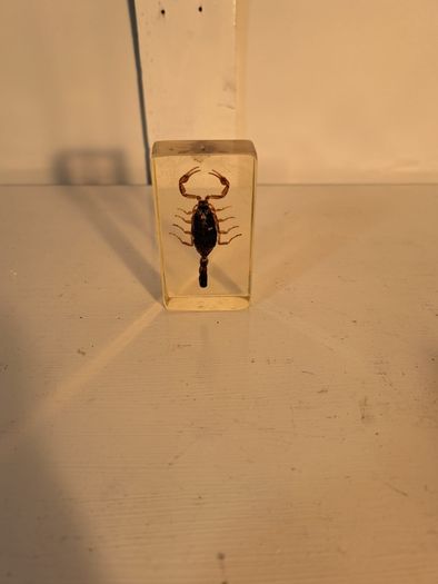 5 Insect Specimens
