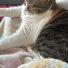 kittenlover3000
