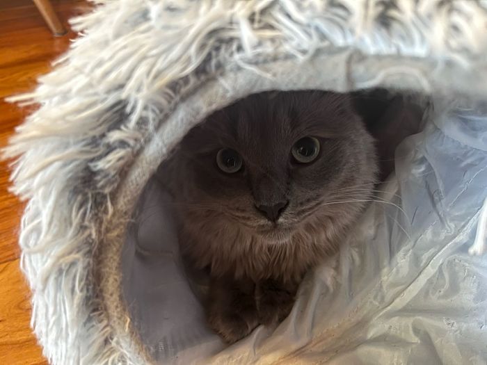 EasyStar, Plush Cat Tunnel for Indoor Cats, 80x25cm,