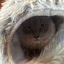 EasyStar, Plush Cat Tunnel for Indoor Cats, 80x25cm, Image 8