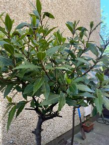 bay trees