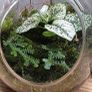 mini terrarium Image 5