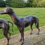 Pair of greyhounds Image 3