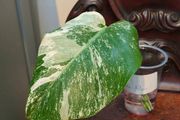 No.76 Monstera Albo Rooting leaf cut