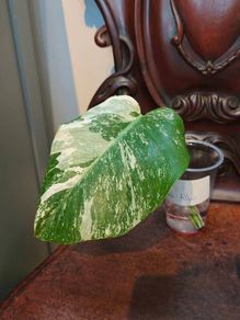 No.76 Monstera Albo Rooting leaf cut