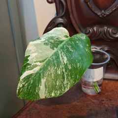 No.76 Monstera Albo Rooting leaf cut