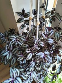 Tradescantia Zebrina