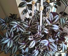 Tradescantia Zebrina
