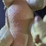 Lanard 2017 Primal Clash Dino Commander Triceratops Dinosaur Plastic Figure Toy Image 3