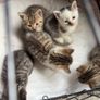 Kittens for adoption Image 6