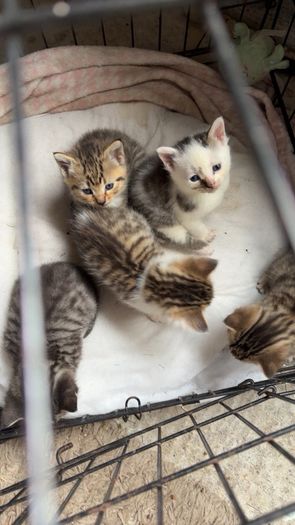 Kittens for adoption