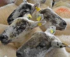 Ballinrobe special sale of Hiltex and Texel cross