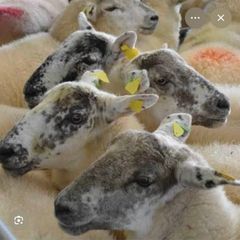 Ballinrobe special sale of Hiltex and Texel cross