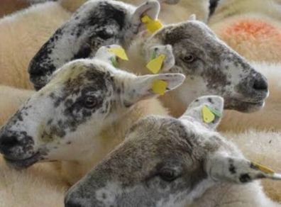 Ballinrobe special sale of Hiltex and Texel cross