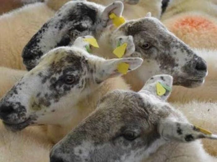 Ballinrobe special sale of Hiltex and Texel cross