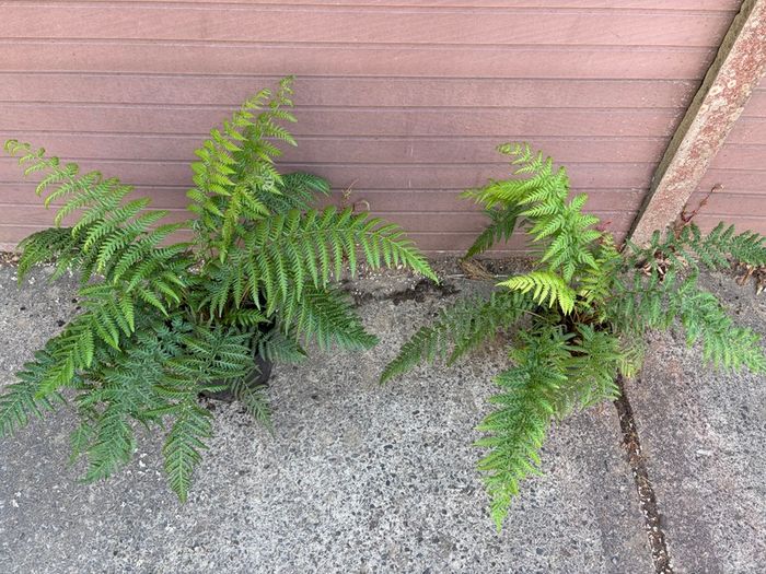 tree ferns
