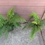 tree ferns Image 3