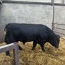 Angus bull Image 2