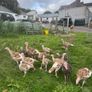 Turkeys Image 3