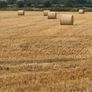 Straw Image 2