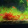 Shrimp and moss Image 10