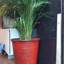 House Plant and Pot Image 2