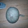 army helmet , viet nam , iraq , not sure collectables Image 7