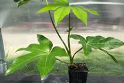 Fatsia japonica, Japanese aralia.