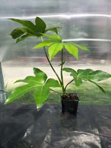 Fatsia japonica, Japanese aralia.
