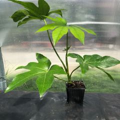 Fatsia japonica, Japanese aralia.
