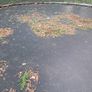 ZIPPRO 10 foot trampoline Image 4