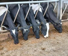 Calved dairy cows
