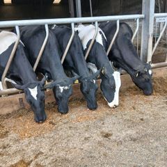 Calved dairy cows
