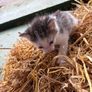 kittens for adoption Image 6