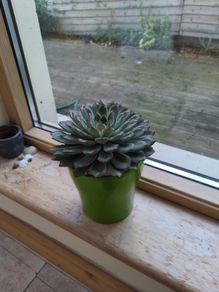 Plant pot