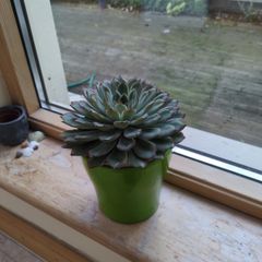 Plant pot