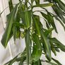 plant Image 3