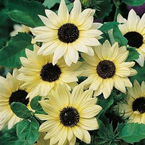 (S) Sunflower Vanilla Ice seeds 1g (415885)