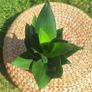 Healthy Sansevieria Hahnii in Pastel Green Pot Image 2