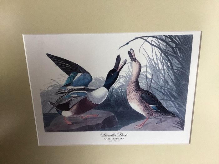 4 large wildfowl prints Framed