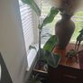 Giant bird of Paradise Image 2